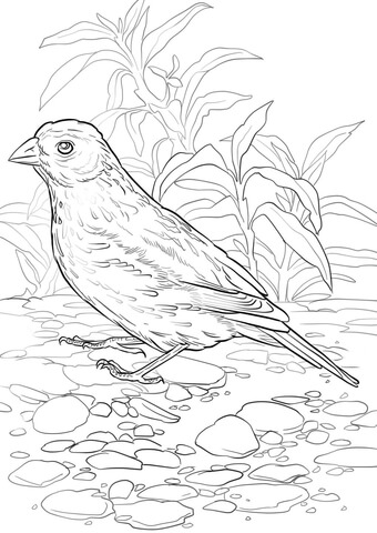 Lark Bunting Coloring Page